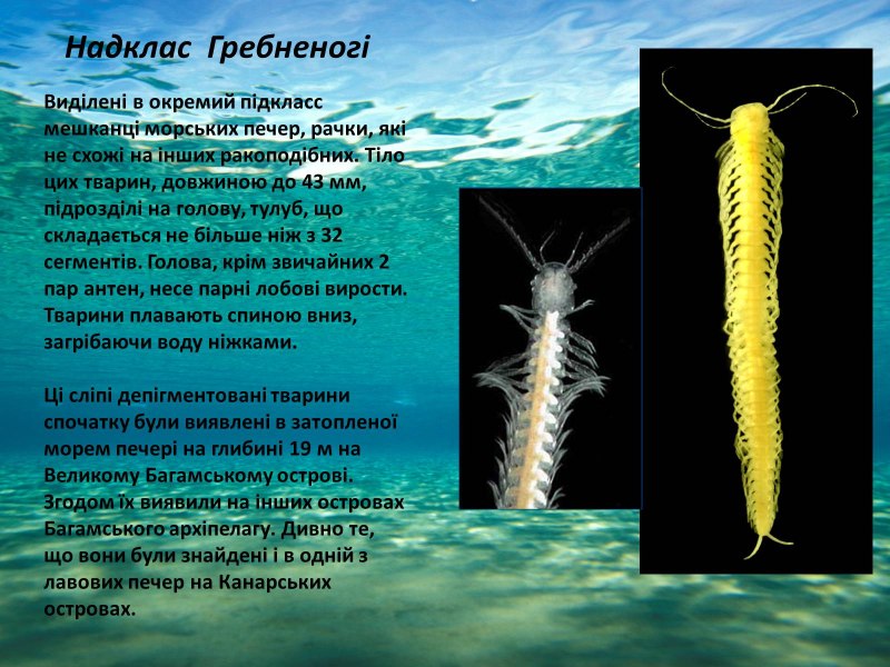 Ремипедии представители