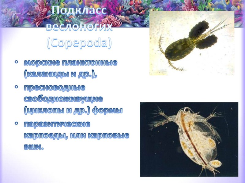 Веслоногие ракообразные общая характеристика