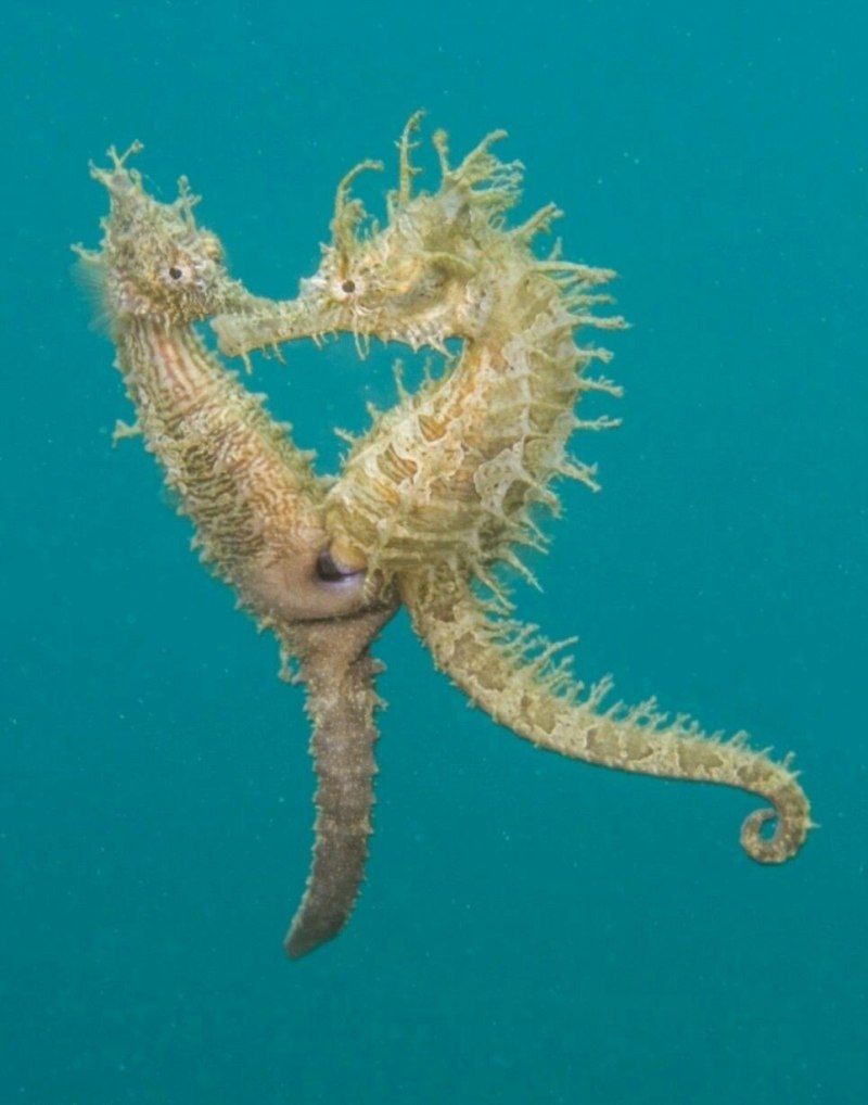 Самец морского конька
