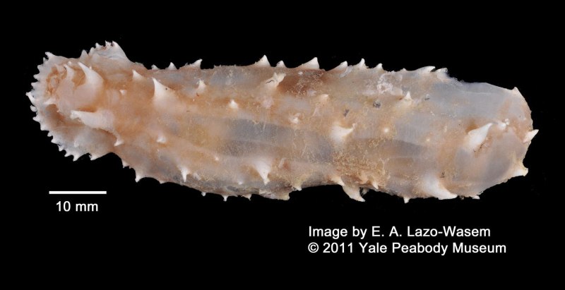 Bathyplotes Natans