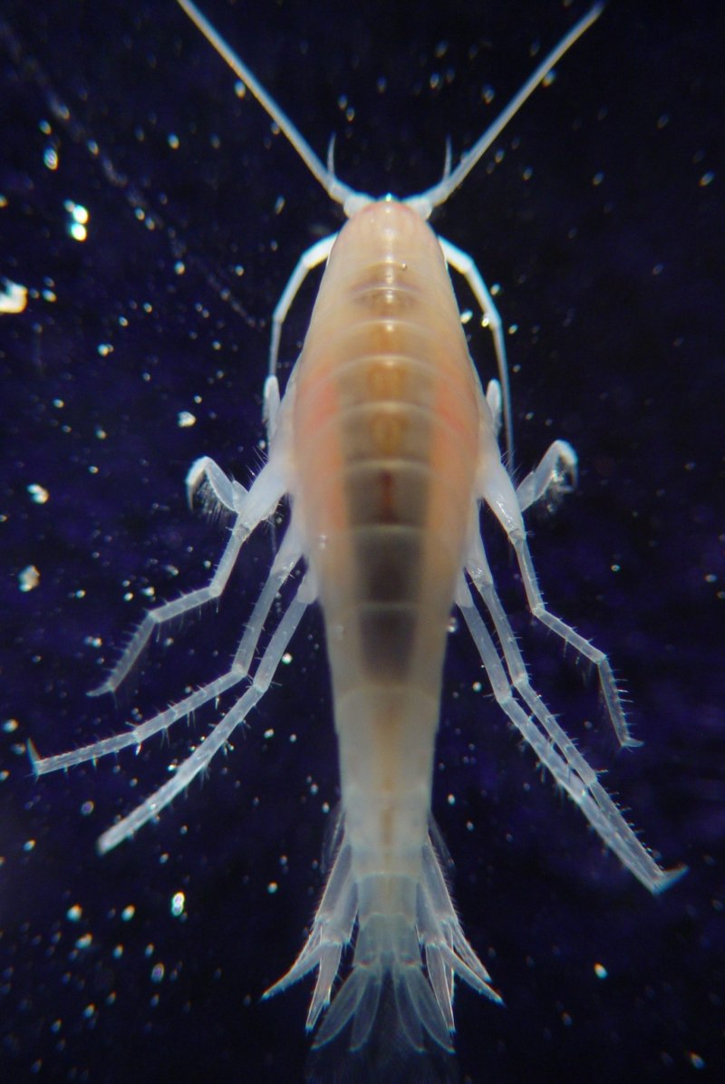 Hadal amphipod