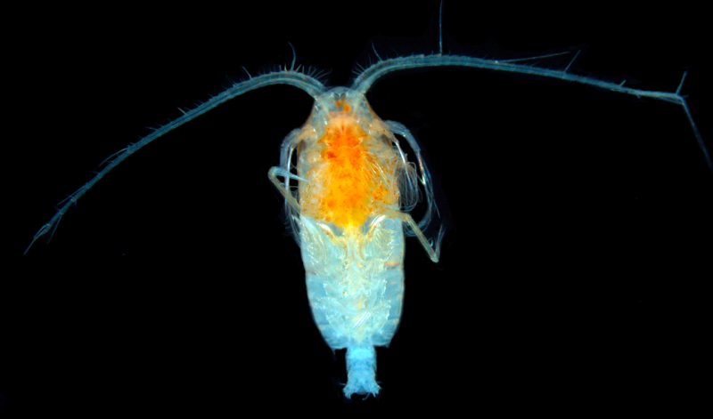 Calanus helgolandicus