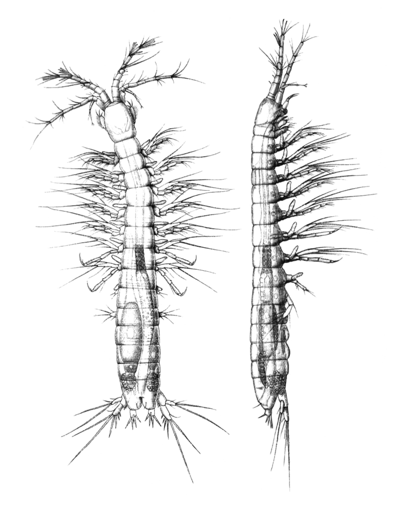 Bathynella chappuisi