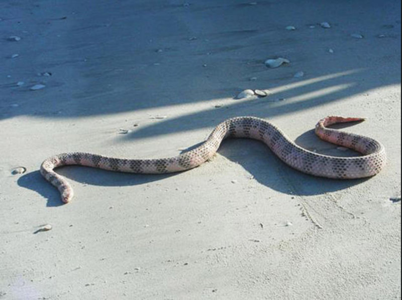 Aipysurus duboisii