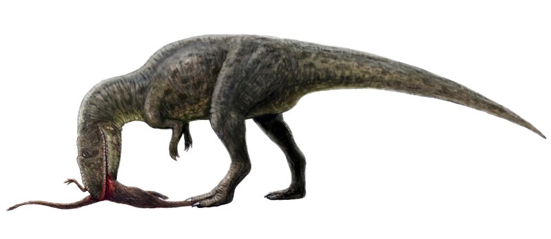 Shaochilong maortuensis