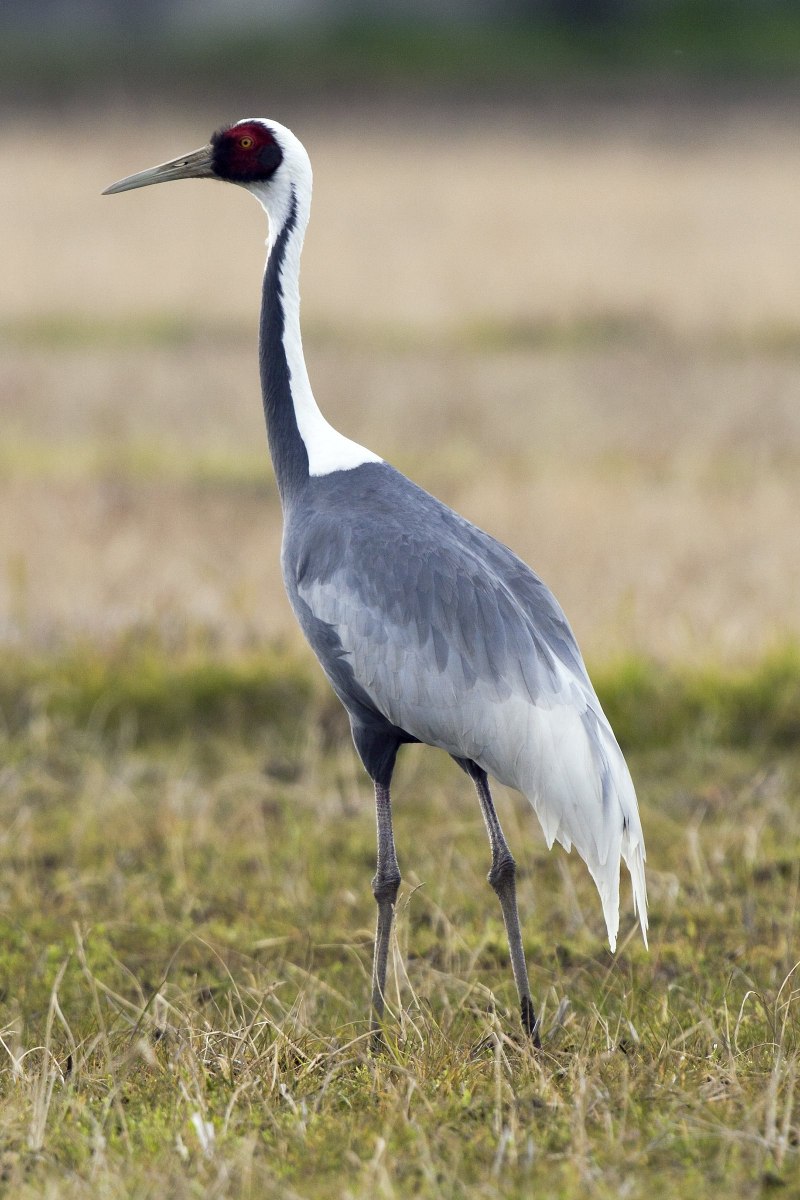 Даурский журавль Grus vipio