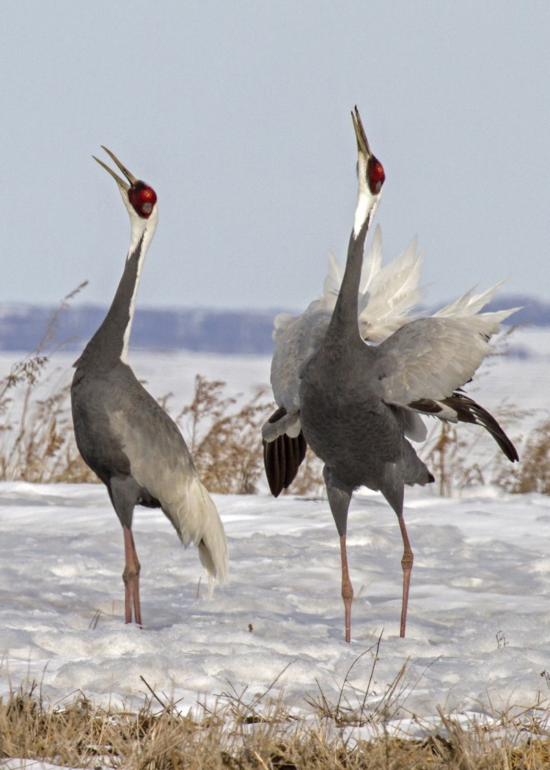 Даурский журавль Grus vipio