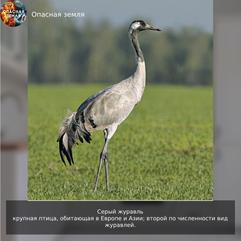 Серый журавль птица
