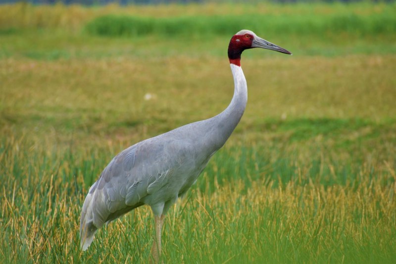 Птица кран Sarus