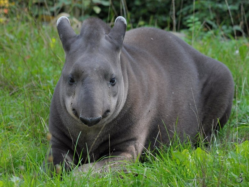 Равнинный тапир (Tapirus terrestris)