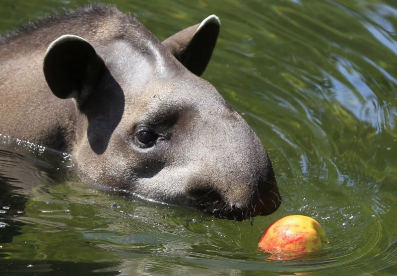 Чепрачный тапир (Tapirus indicus
