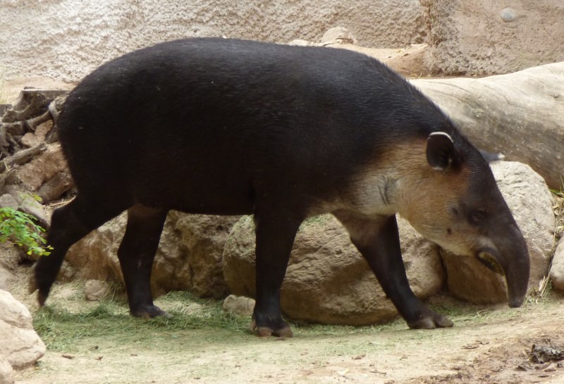 Tapirus bairdii Mexico