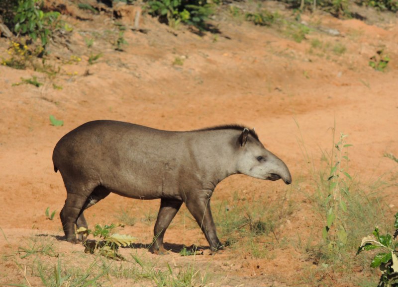 Равнинный тапир (Tapirus terrestris)