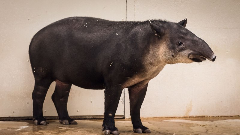 Tapirus bairdii