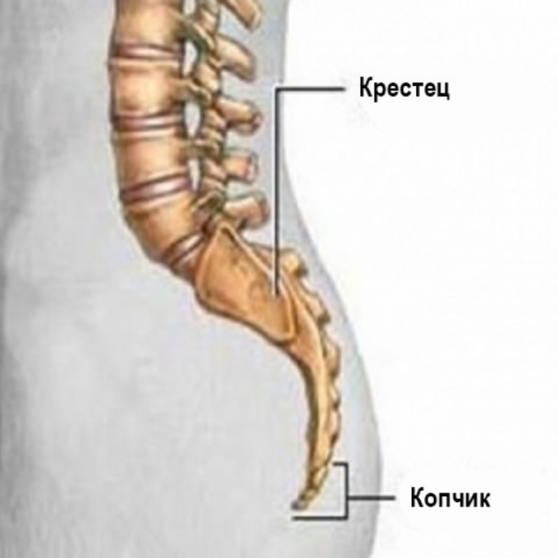Крестец и копчик расположение