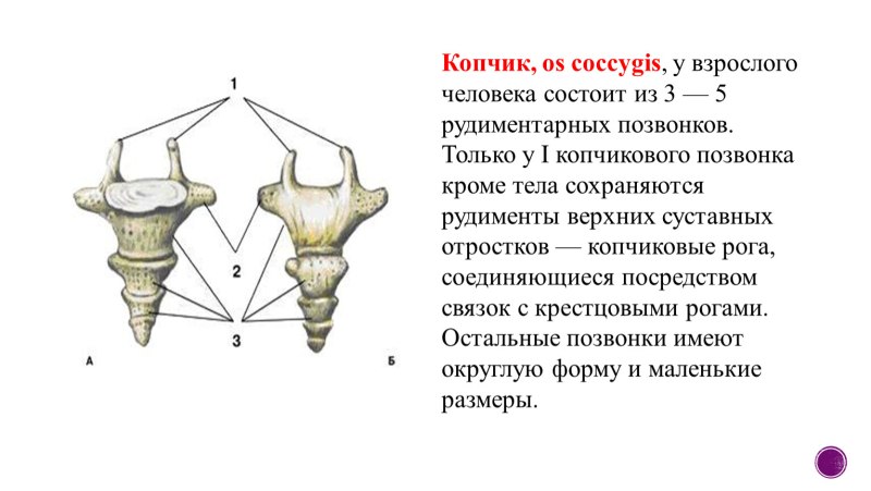 Строение копчикового позвонка