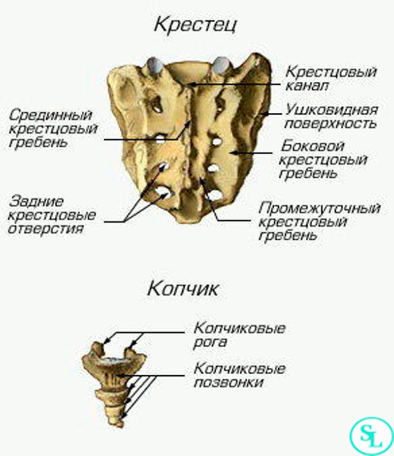 Строение крестца и копчика