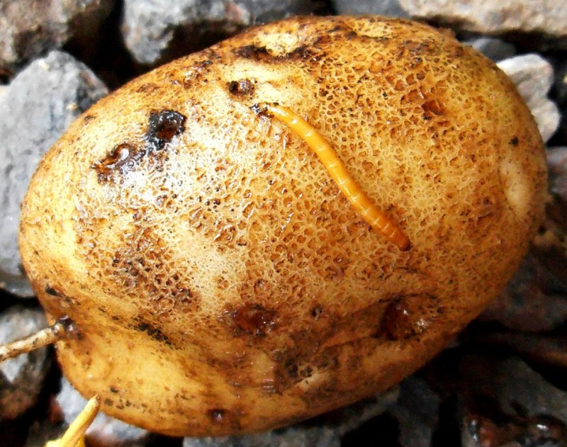 Картофельный Жук проволочник