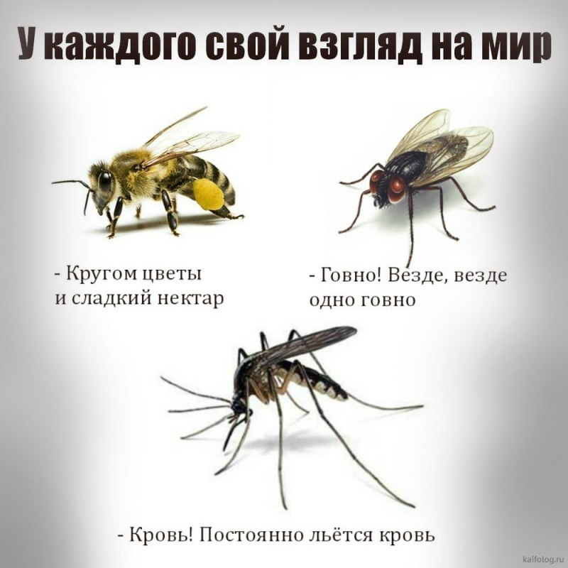 Муха и пчела взгляд на мир