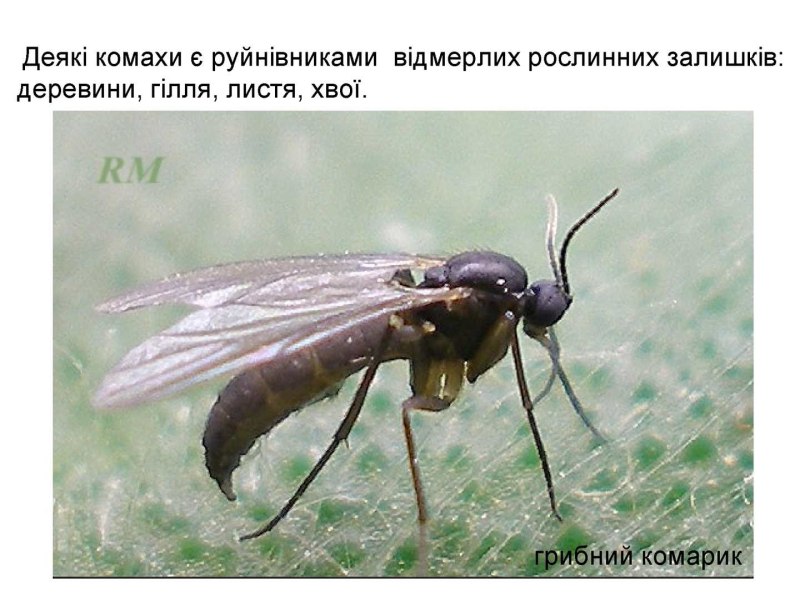 Огуречный комарик личинка