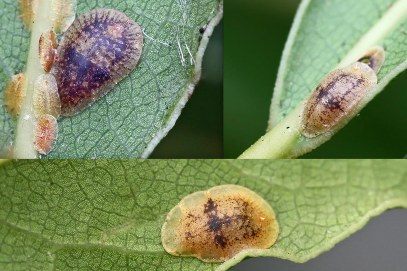 Coccus hesperidum