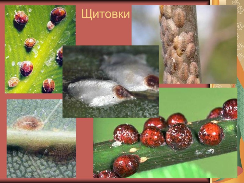 Плющевая щитовка