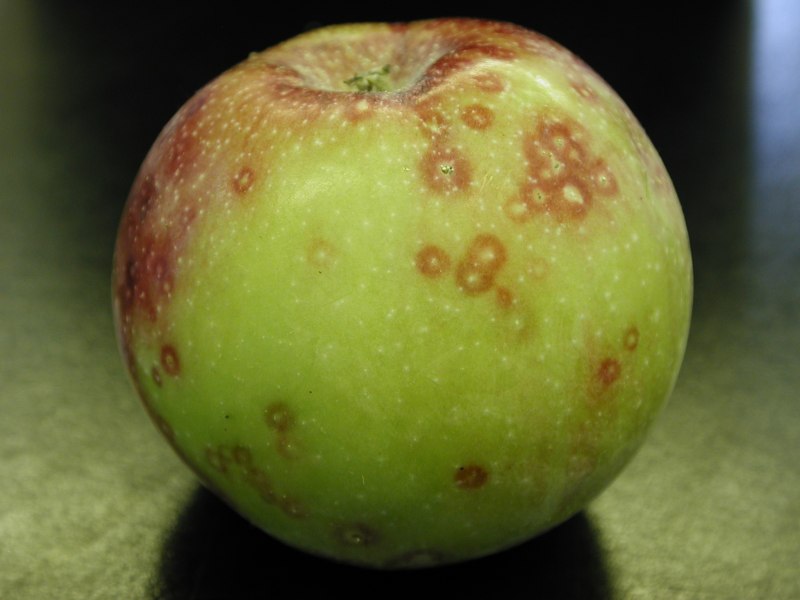 Калифорнийская щитовка Quadraspidiotus perniciosus