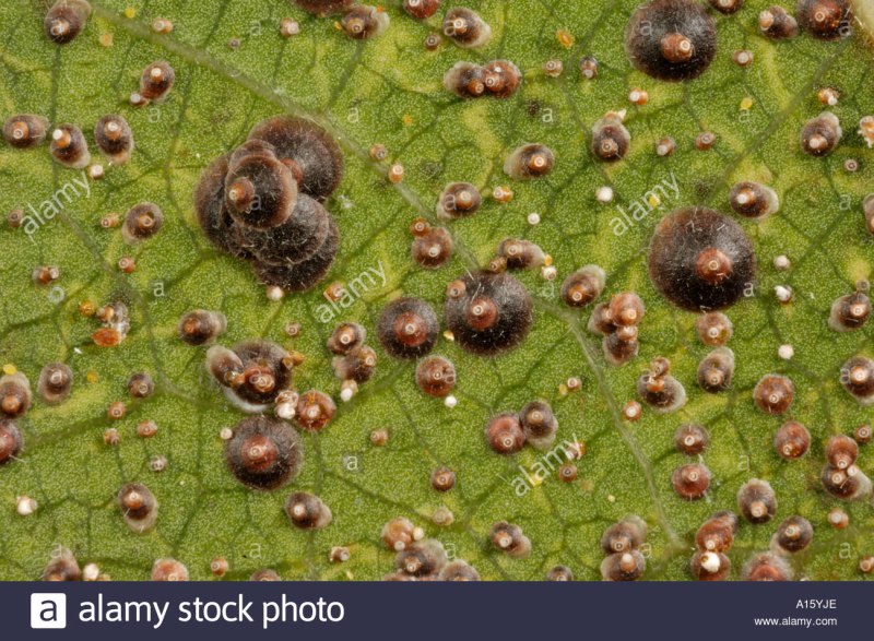 Калифорнийская щитовка Quadraspidiotus perniciosus