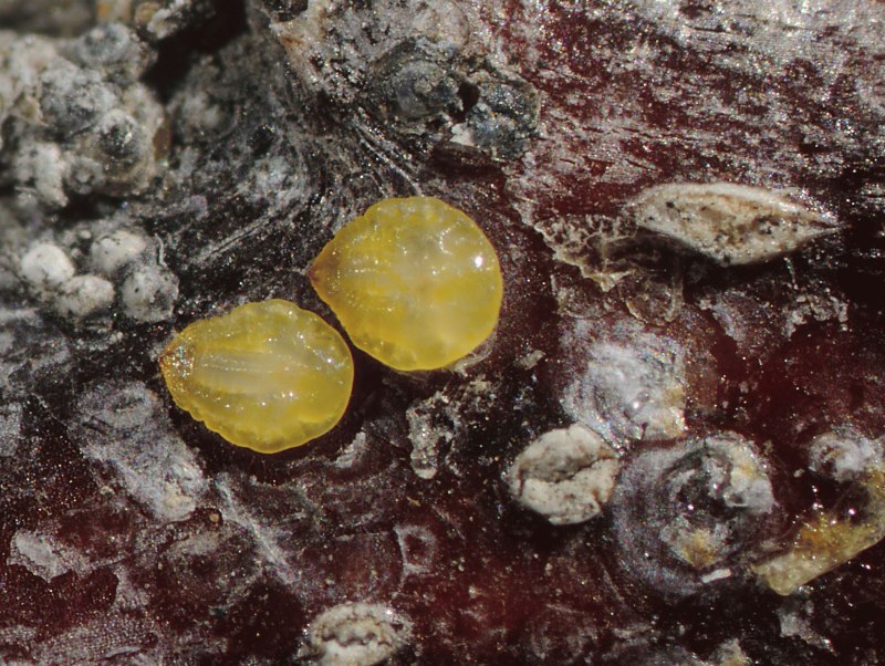 Калифорнийская щитовка Quadraspidiotus perniciosus