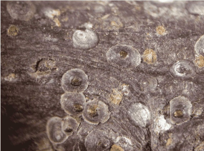 Калифорнийская щитовка Quadraspidiotus perniciosus