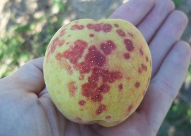 Калифорнийская щитовка Quadraspidiotus perniciosus
