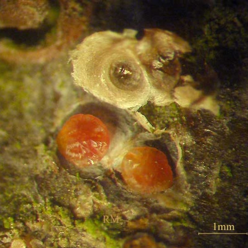 Калифорнийская щитовка – DIASPIDIOTUS perniciosus COMST.