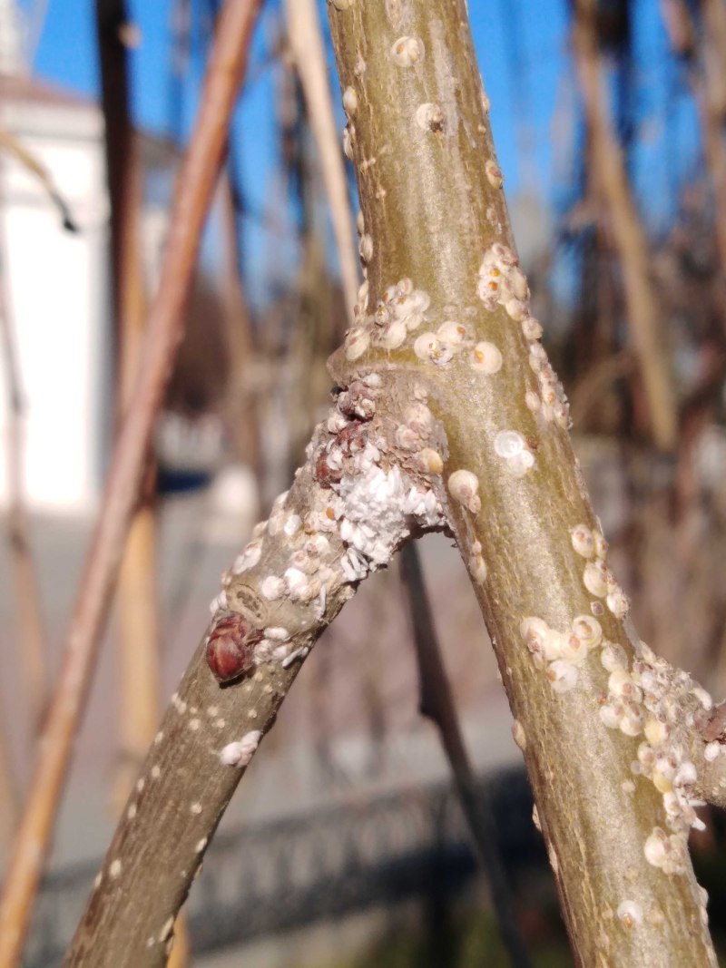 Ивовая щитовка Chionaspis salicis
