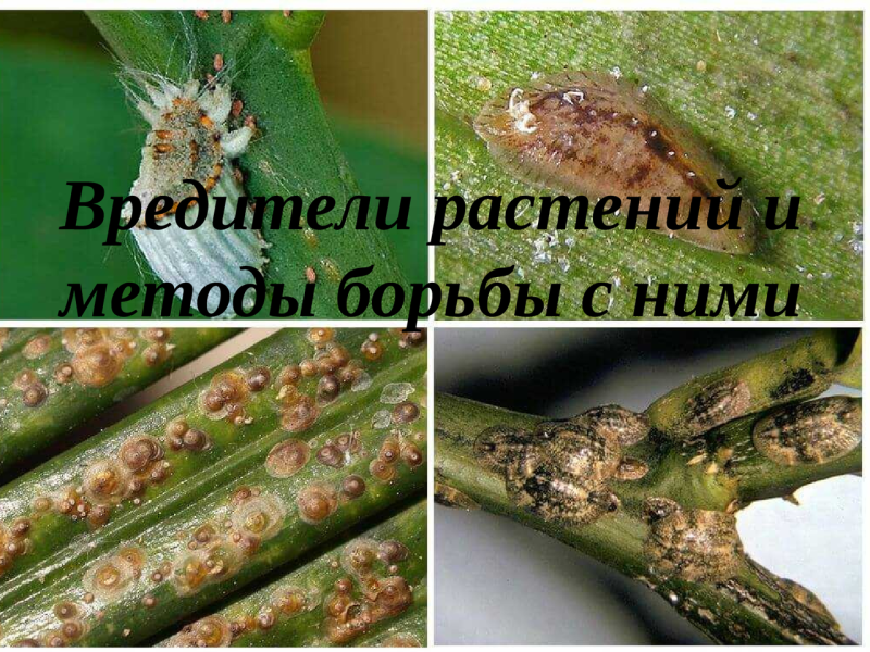, Щитовка, трипсы