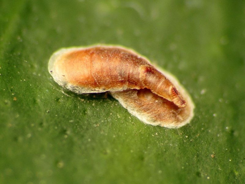 Lepidosaphes Beckii
