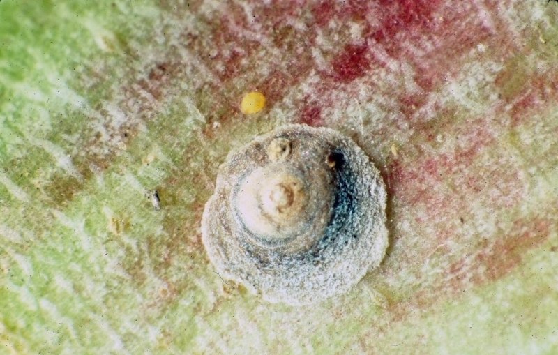 Калифорнийская щитовка Quadraspidiotus perniciosus
