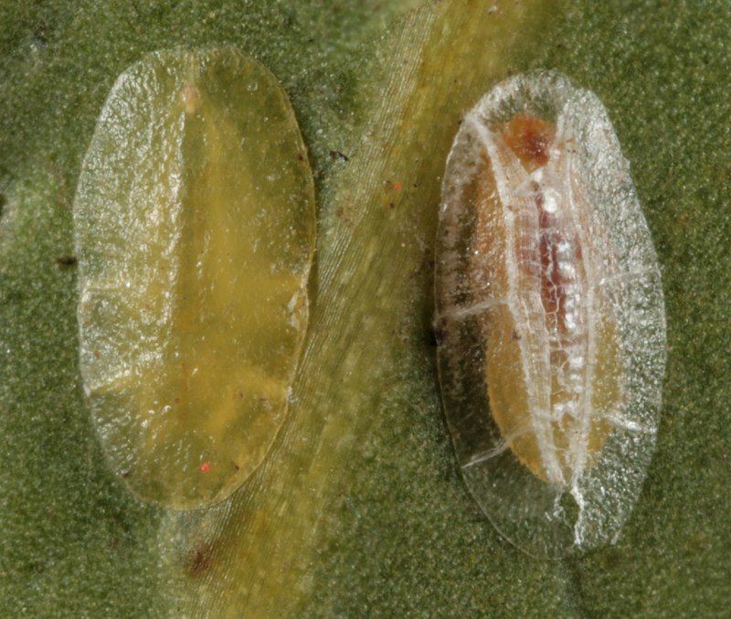 Ивовая щитовка Chionaspis salicis