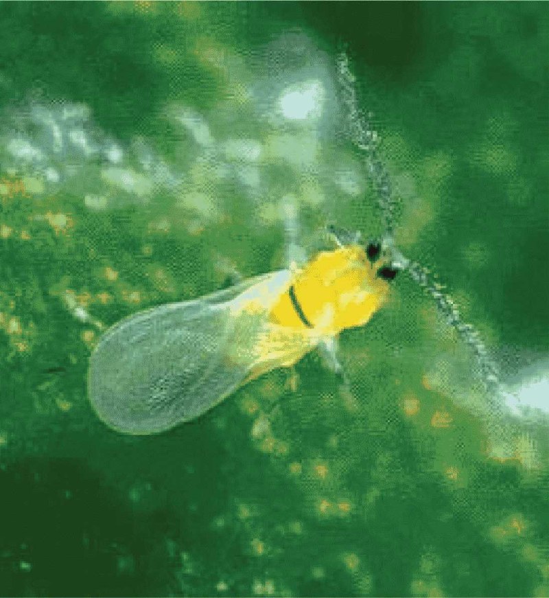 Калифорнийская щитовка Quadraspidiotus perniciosus
