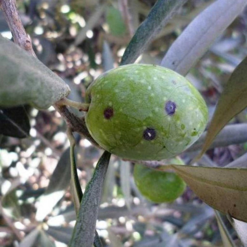 Parlatoria oleae