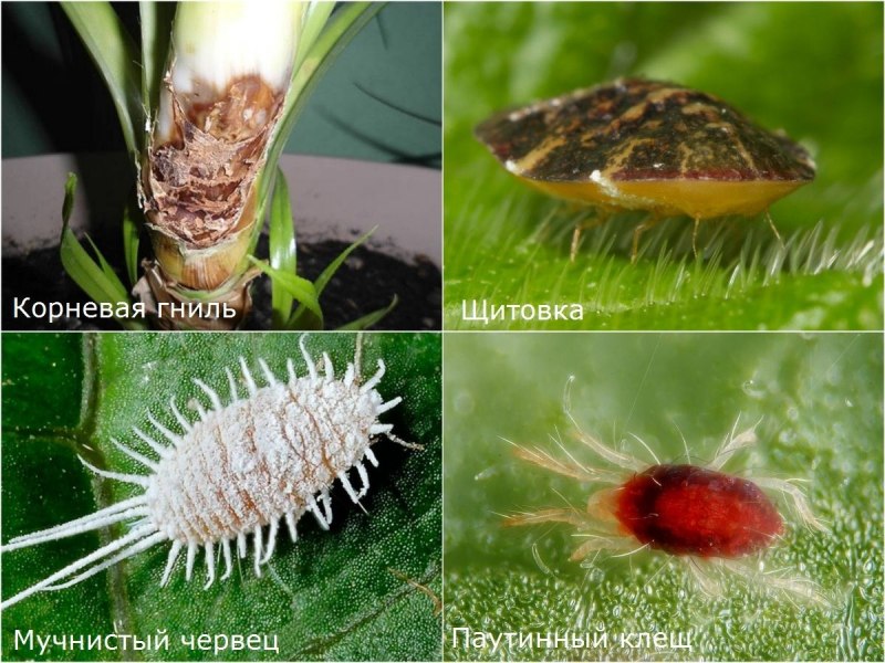 Калифорнийская щитовка (Quadraspidiotus perniciosus COMST.)