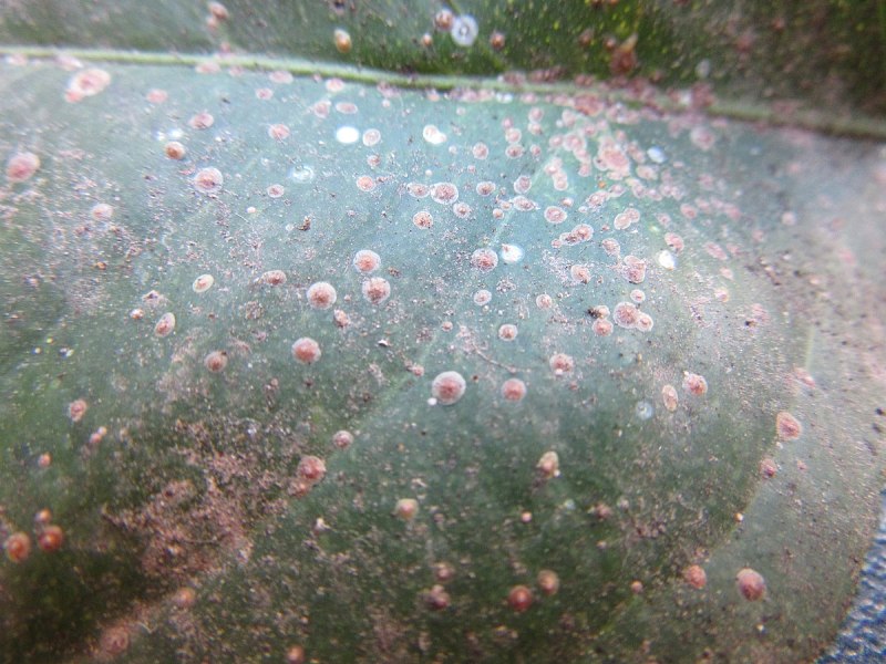 Красная померанцевая щитовка (Aonidiella aurantii (Maskell))