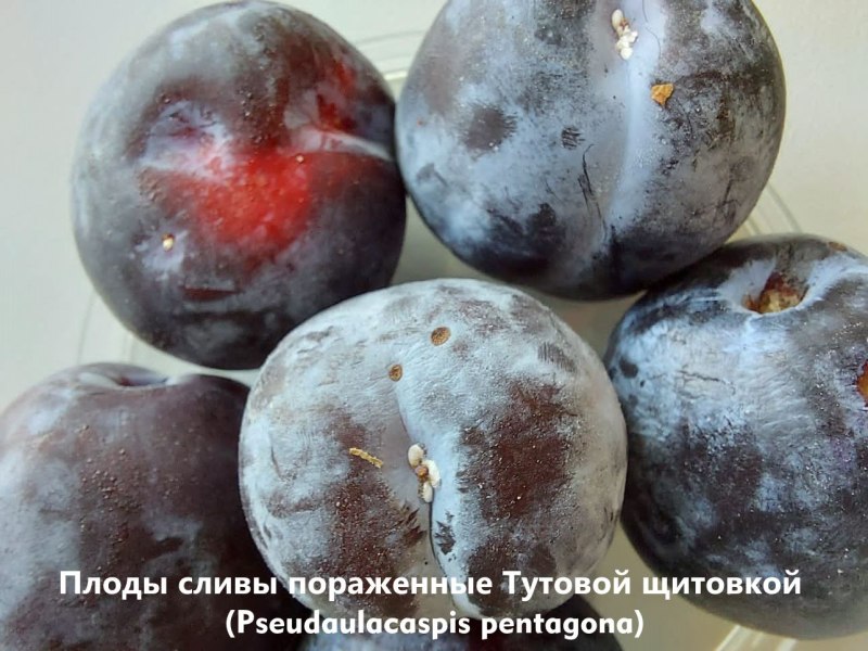 Слива чёрная Узбекистан