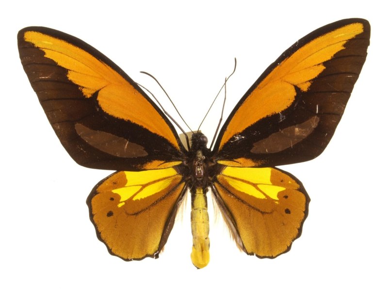 Ornithoptera Croesus