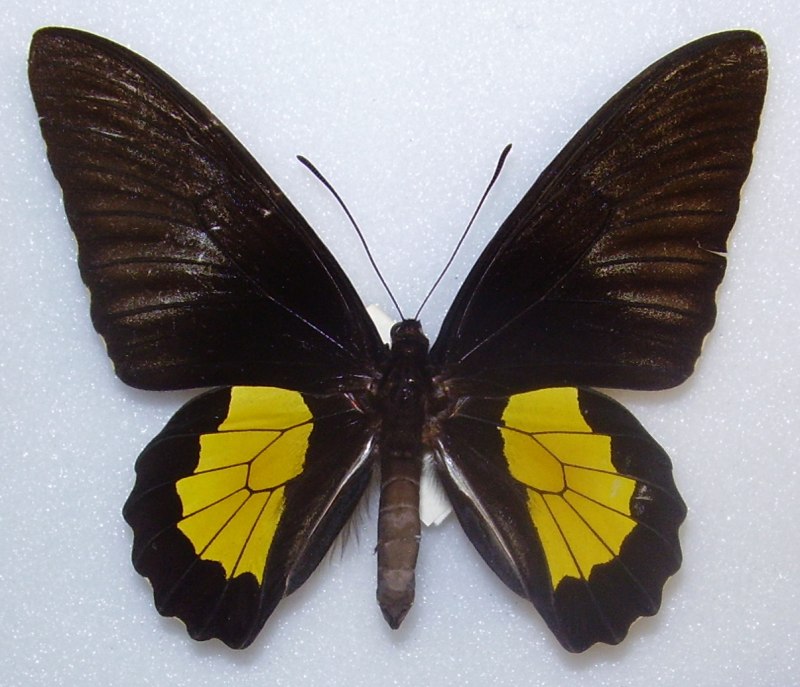 Troides oblongomaculatus