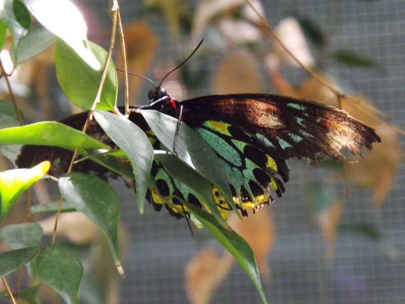 Ornithoptera euphorion