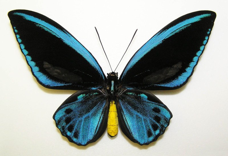 Ornithoptera urvillianus