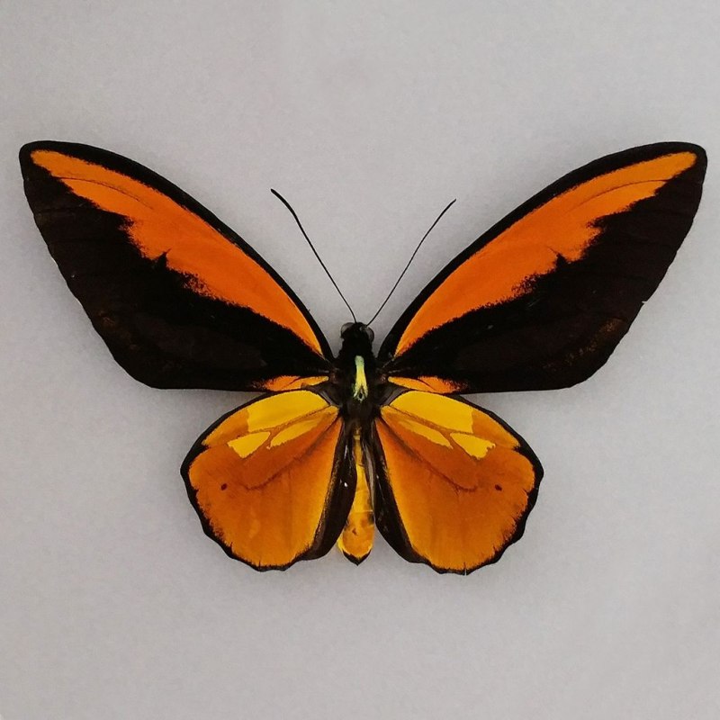 Ornithoptera Croesus Lydius