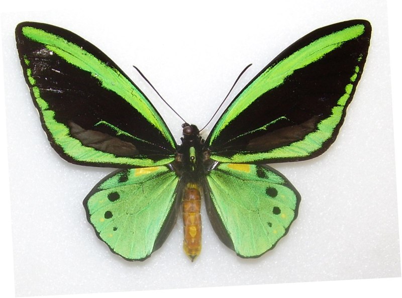 Бабочка Ornithoptera Priamus