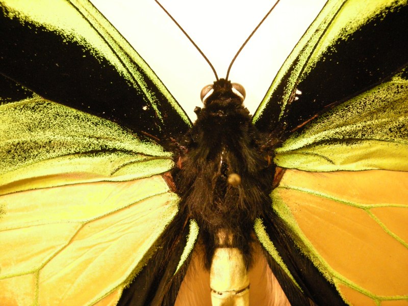Ornithoptera Croesus