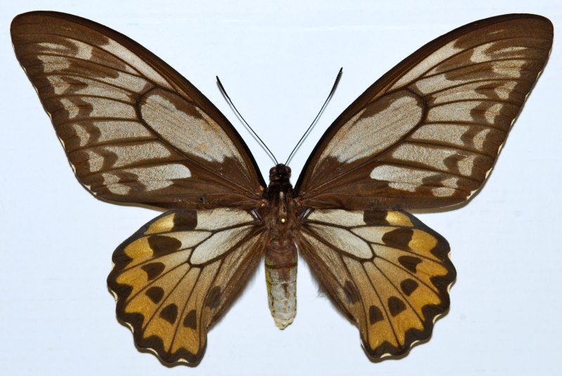 Ornithoptera Croesus